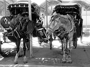 Aswan City Tour by Horse Carriage